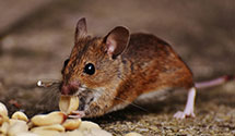 24 Hour & Emergency Exterminators in Lafayette Hill, PA